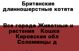 Британские длинношерстные котята - Все города Животные и растения » Кошки   . Кировская обл.,Соломинцы д.